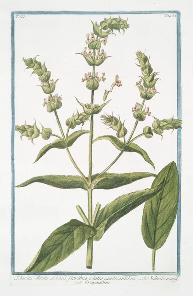 An illustration from Hortus Romanus plantaru, 1772, leaf 264