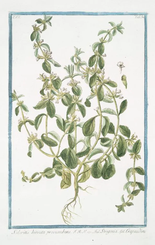 An illustration from Hortus Romanus plantaru, 1772, leaf 265
