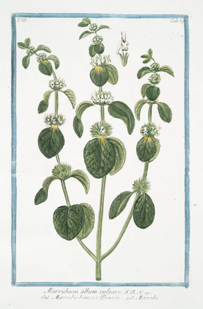 An illustration from Hortus Romanus plantaru, 1772, leaf 266