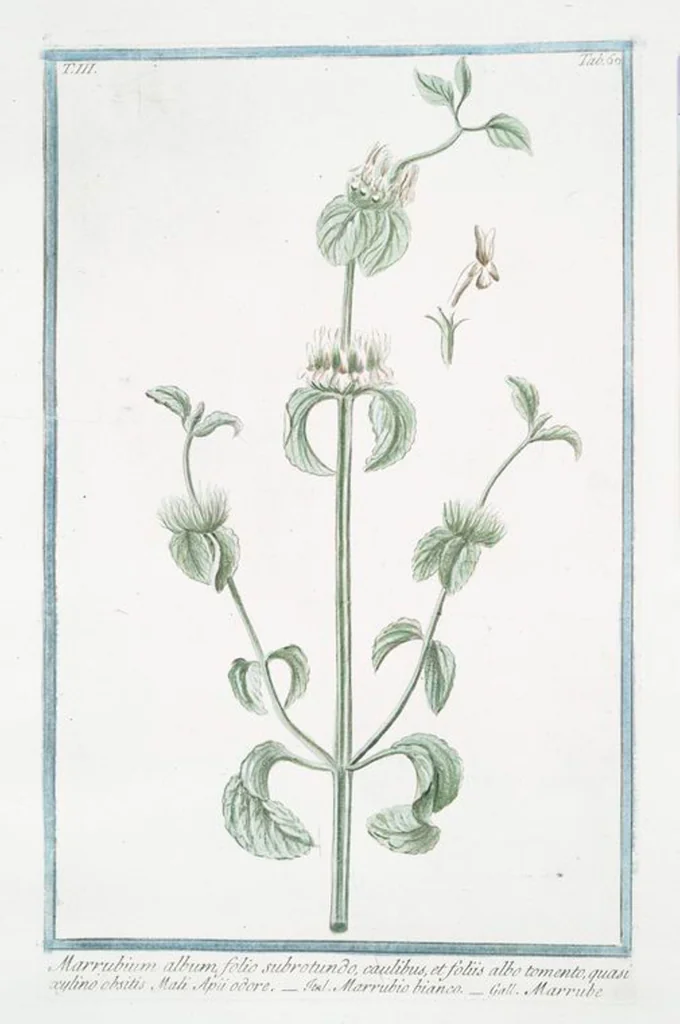 An illustration from Hortus Romanus plantaru, 1772, leaf 267