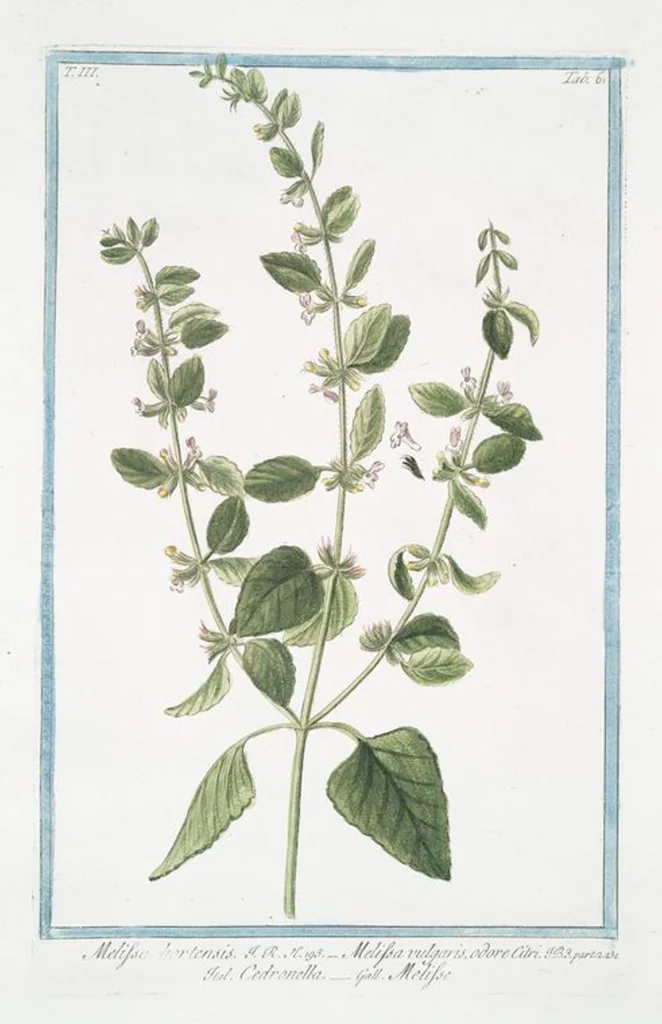 An illustration from Hortus Romanus plantaru, 1772, leaf 268