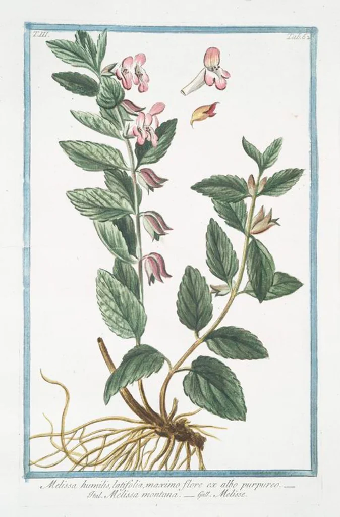 An illustration from Hortus Romanus plantaru, 1772, leaf 269