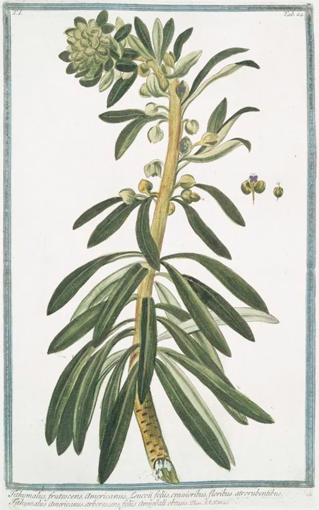 An illustration from Hortus Romanus plantaru, 1772, leaf 27