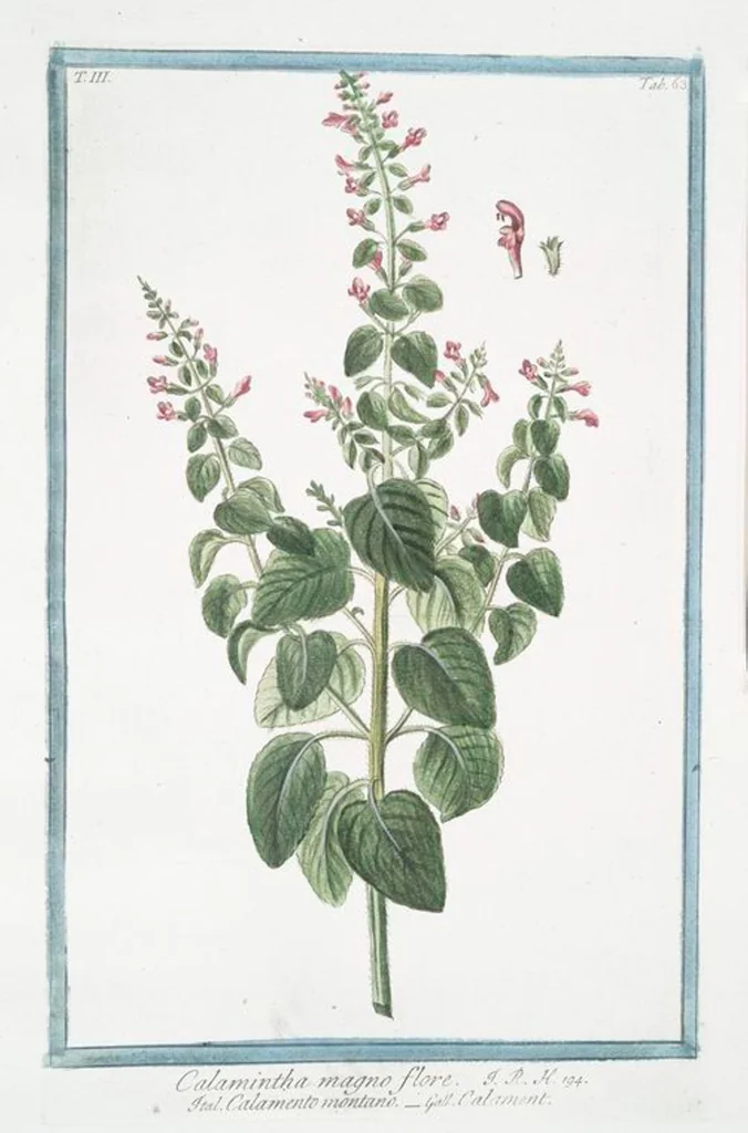 An illustration from Hortus Romanus plantaru, 1772, leaf 270