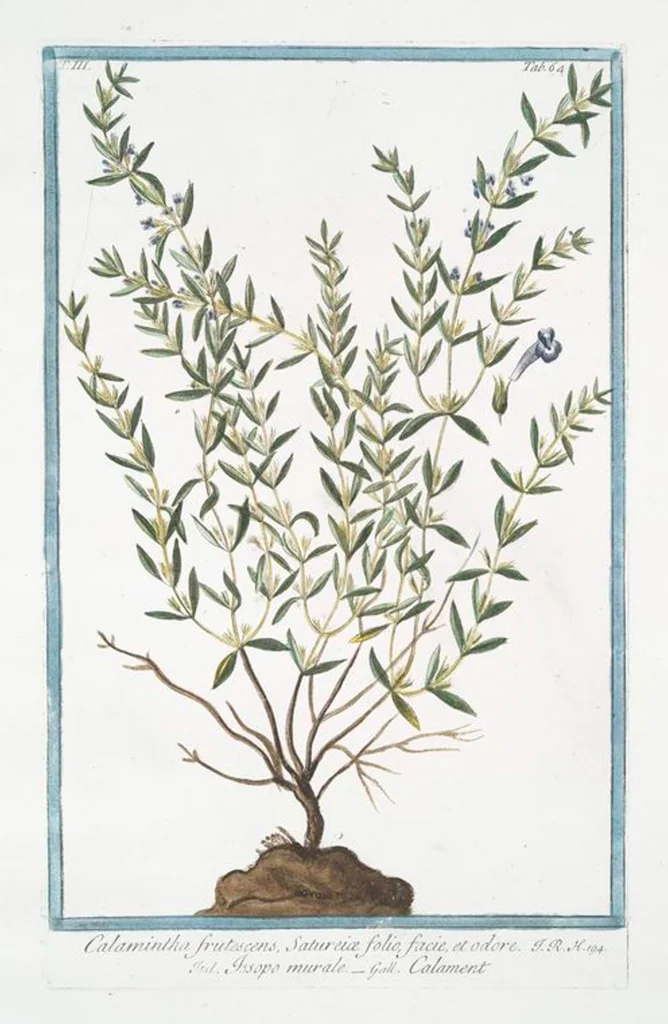 An illustration from Hortus Romanus plantaru, 1772, leaf 271