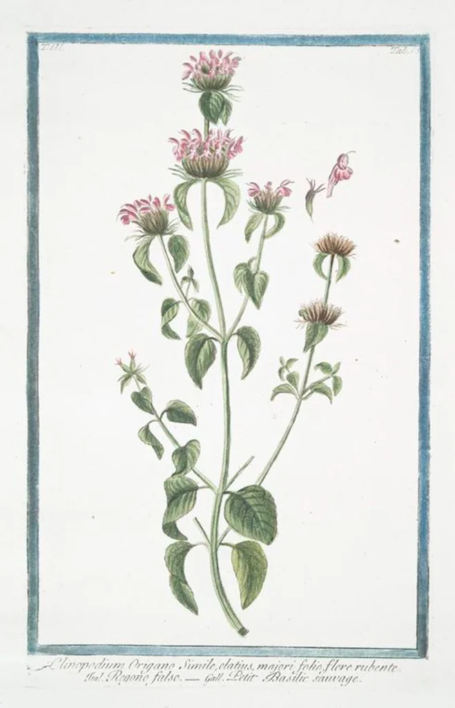 An illustration from Hortus Romanus plantaru, 1772, leaf 272