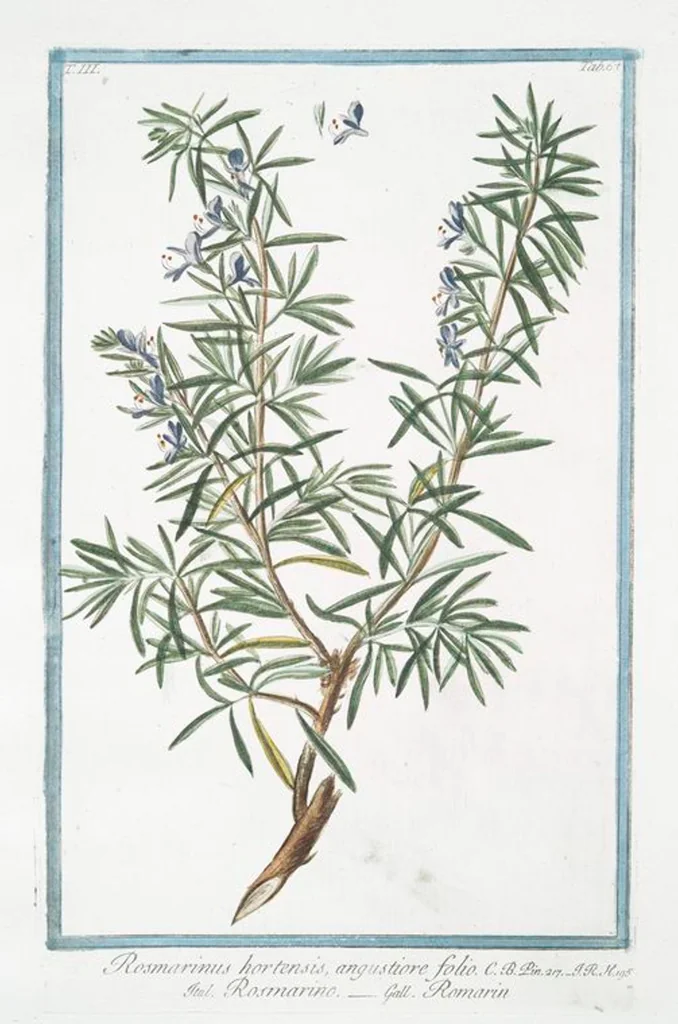 An illustration from Hortus Romanus plantaru, 1772, leaf 274