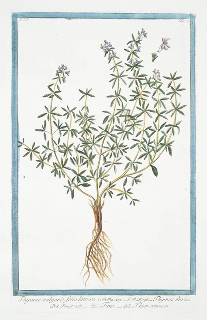 An illustration from Hortus Romanus plantaru, 1772, leaf 275