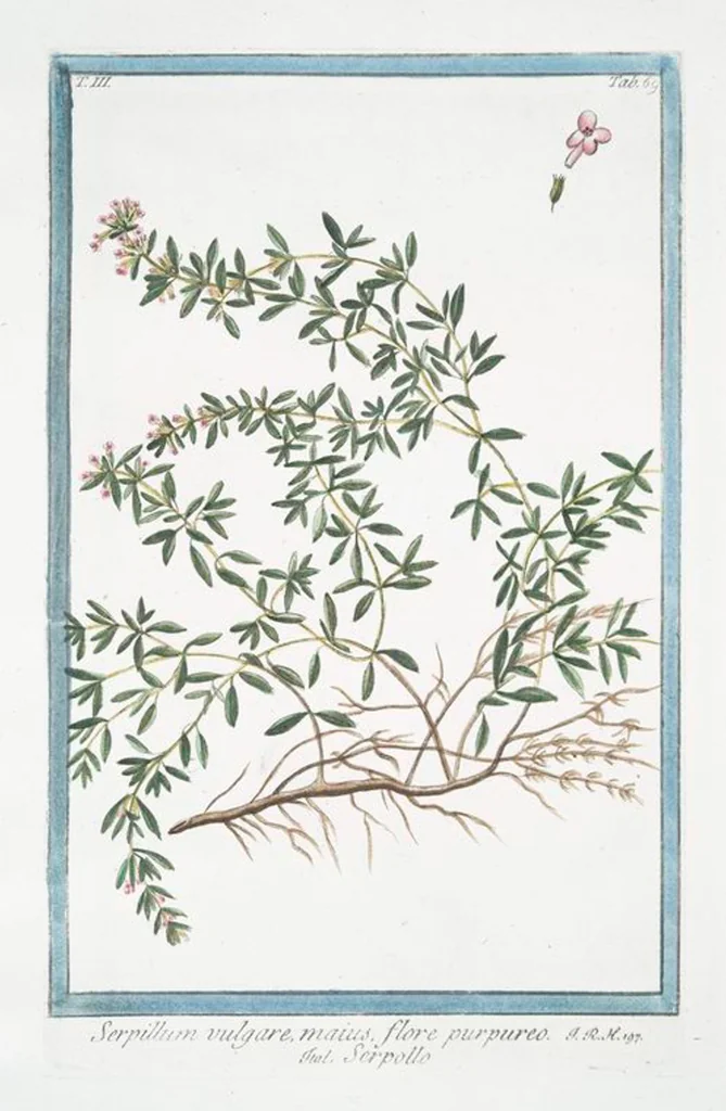 An illustration from Hortus Romanus plantaru, 1772, leaf 276