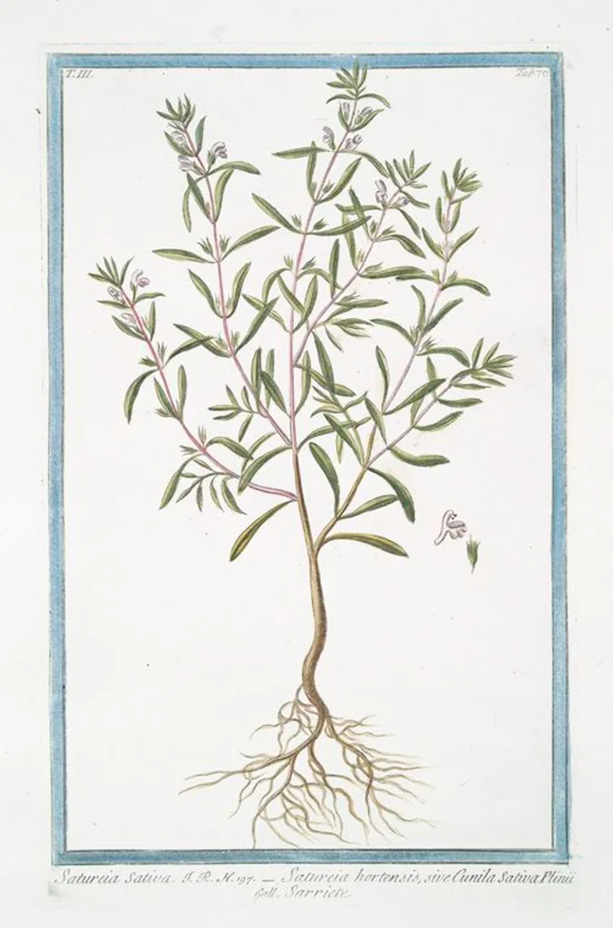 An illustration from Hortus Romanus plantaru, 1772, leaf 277