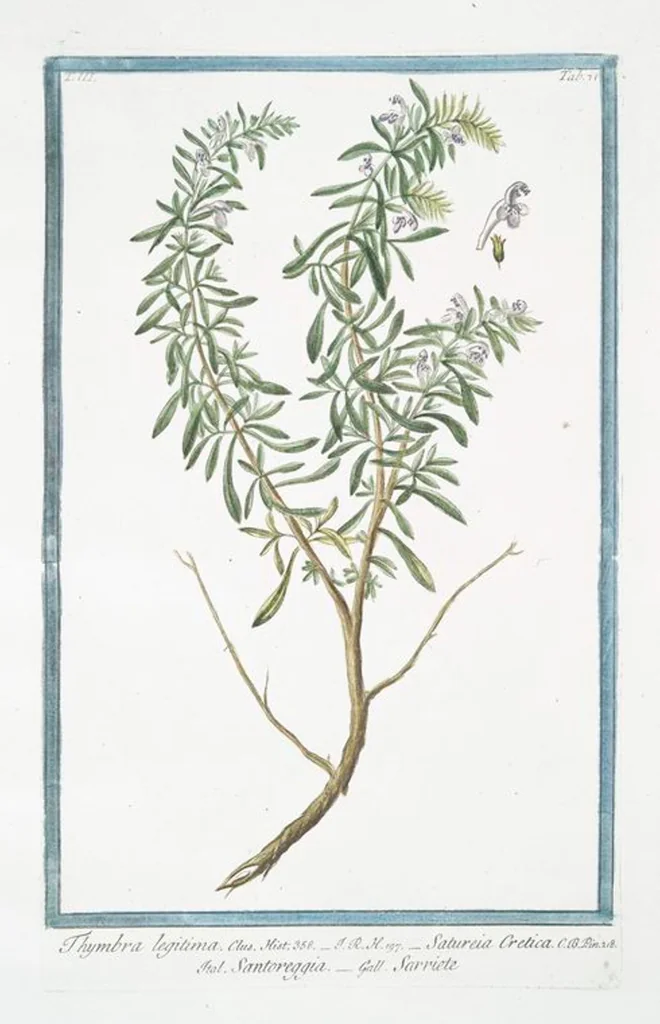 An illustration from Hortus Romanus plantaru, 1772, leaf 278