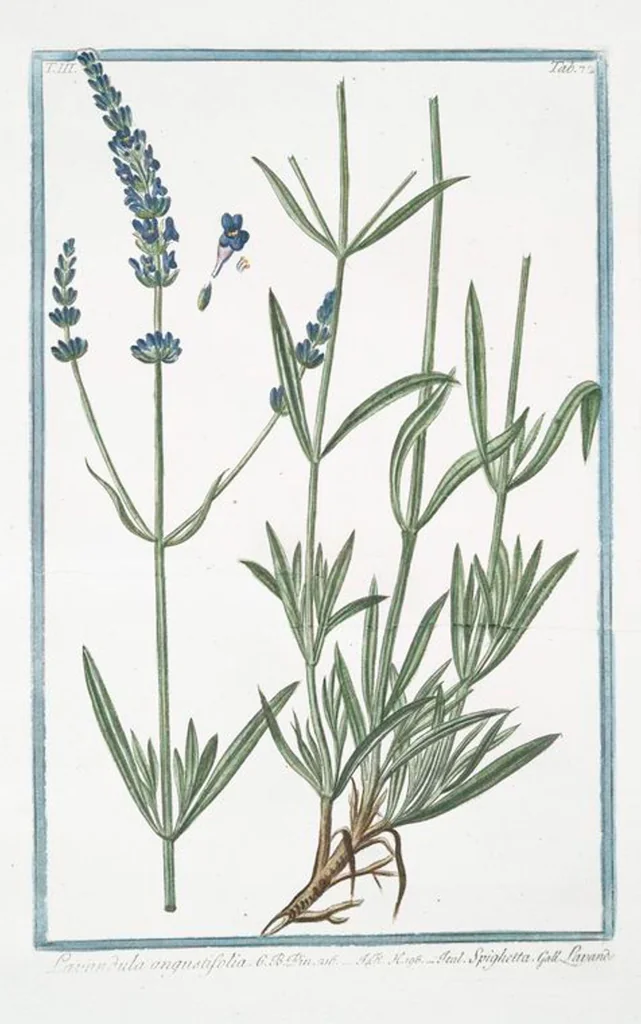 An illustration from Hortus Romanus plantaru, 1772, leaf 279