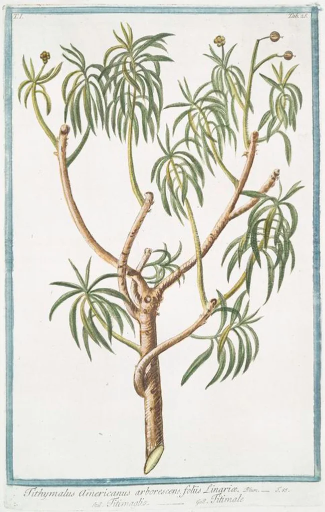 An illustration from Hortus Romanus plantaru, 1772, leaf 28