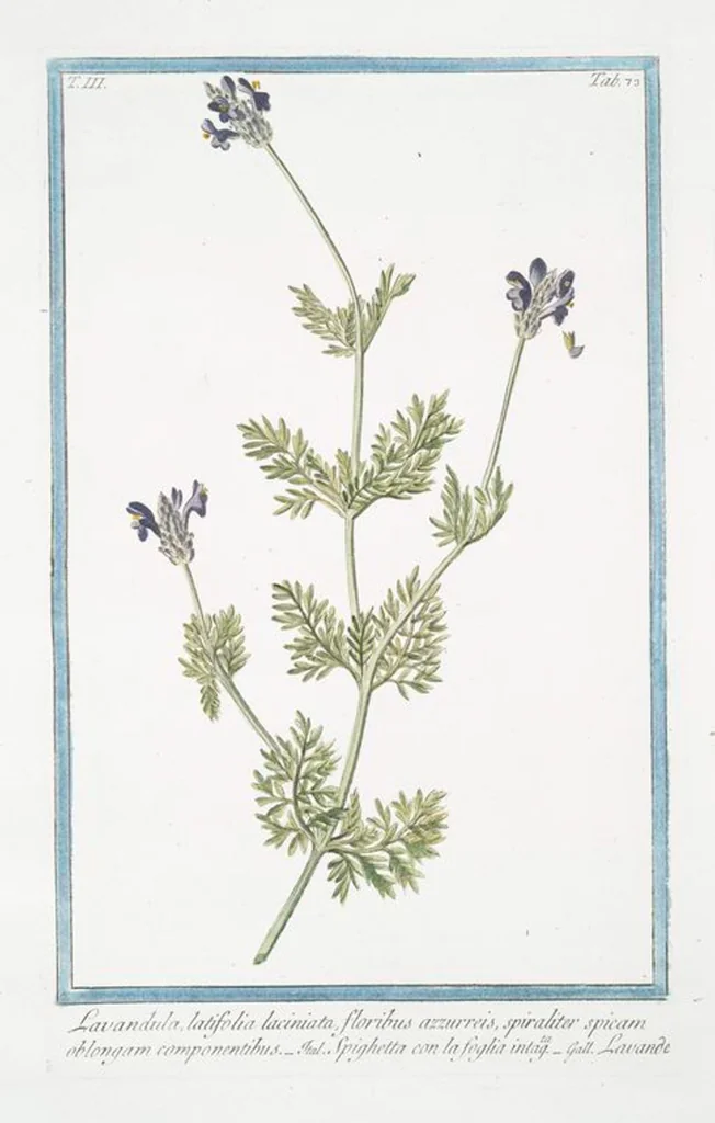 An illustration from Hortus Romanus plantaru, 1772, leaf 280