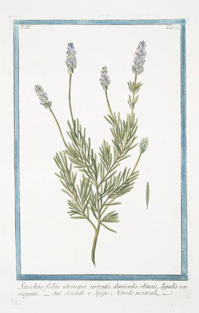 An illustration from Hortus Romanus plantaru, 1772, leaf 281