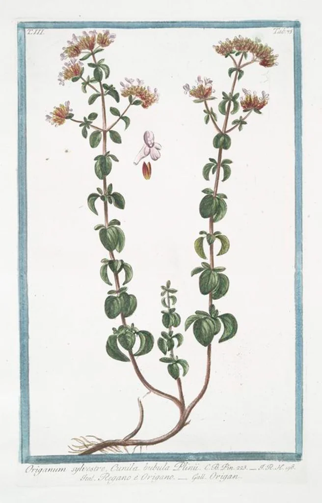 An illustration from Hortus Romanus plantaru, 1772, leaf 282