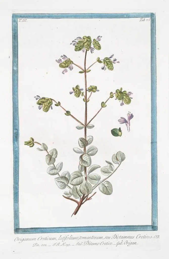 An illustration from Hortus Romanus plantaru, 1772, leaf 283
