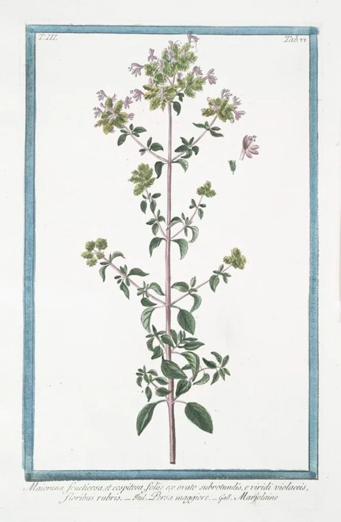 An illustration from Hortus Romanus plantaru, 1772, leaf 284