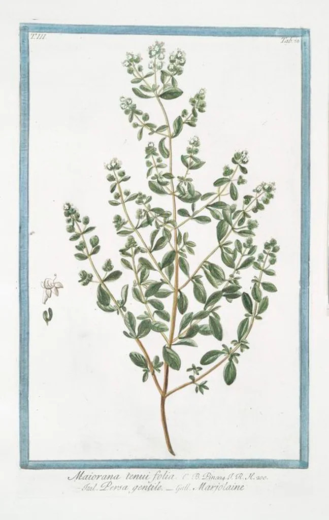An illustration from Hortus Romanus plantaru, 1772, leaf 285