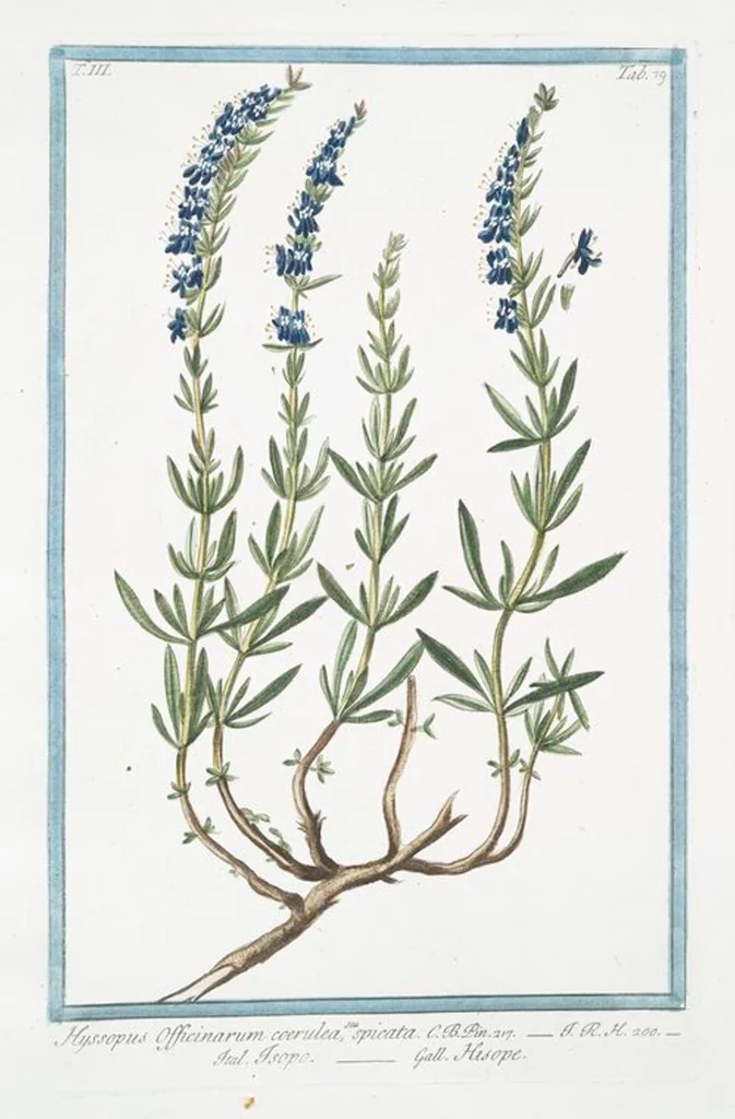 An illustration from Hortus Romanus plantaru, 1772, leaf 286