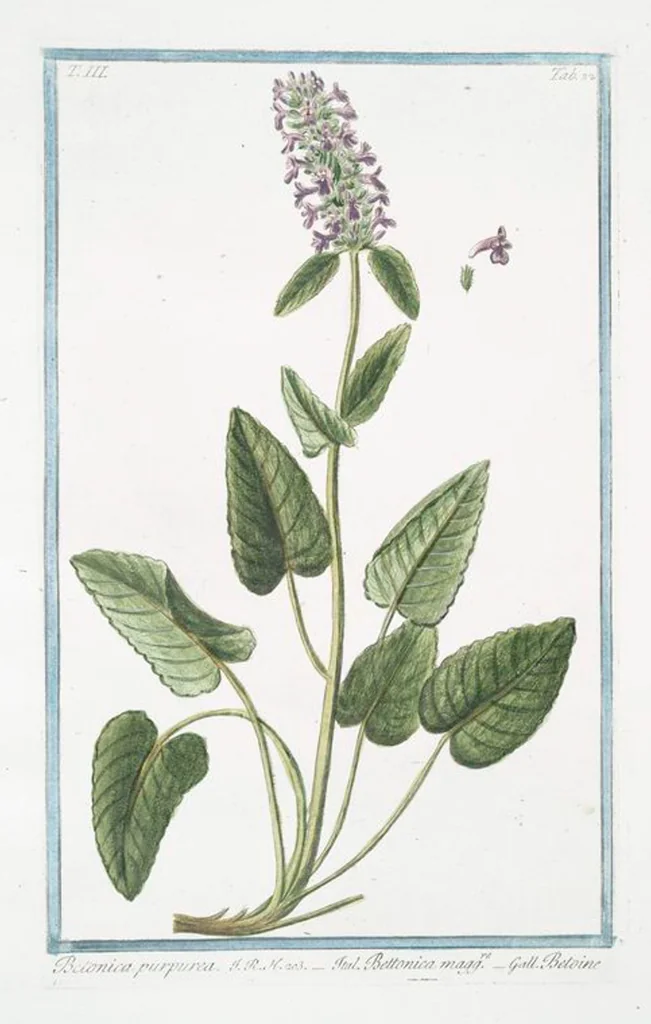 An illustration from Hortus Romanus plantaru, 1772, leaf 287