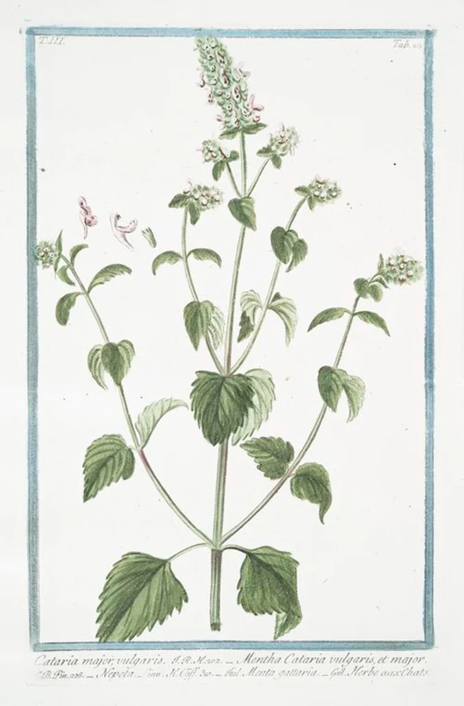 An illustration from Hortus Romanus plantaru, 1772, leaf 288