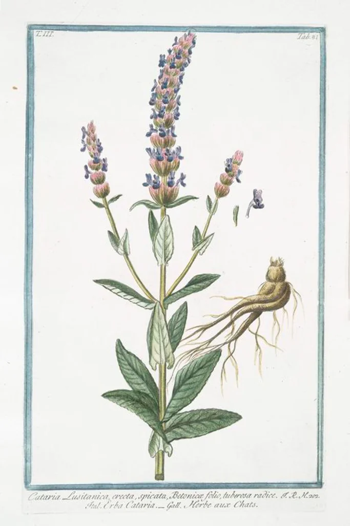 An illustration from Hortus Romanus plantaru, 1772, leaf 289