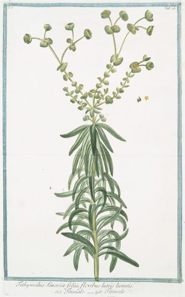 An illustration from Hortus Romanus plantaru, 1772, leaf 29
