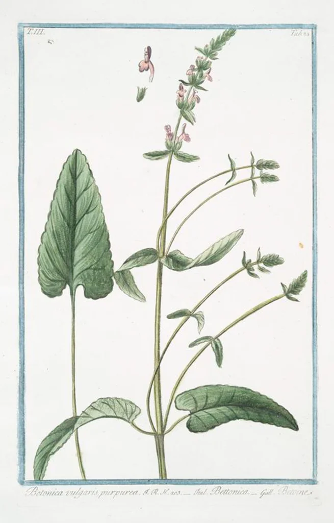 An illustration from Hortus Romanus plantaru, 1772, leaf 290