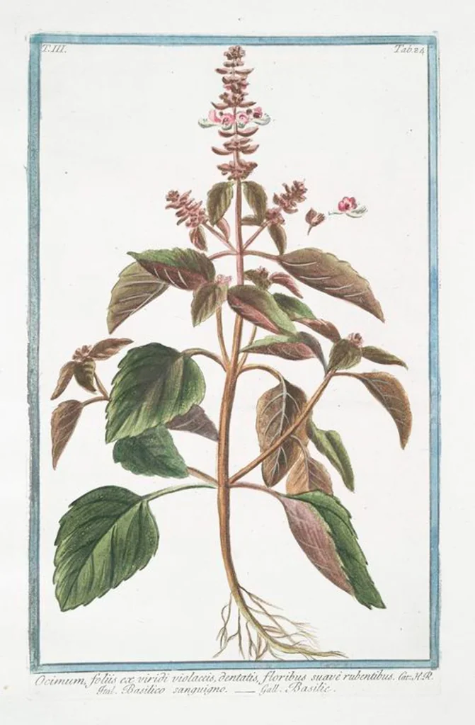 An illustration from Hortus Romanus plantaru, 1772, leaf 291