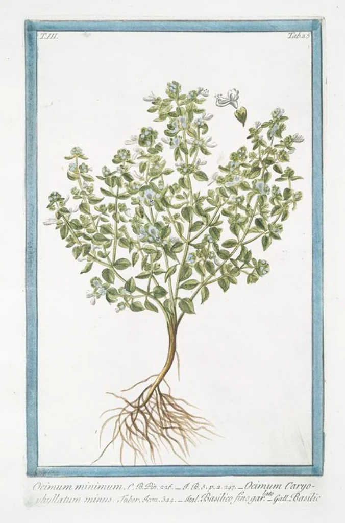 An illustration from Hortus Romanus plantaru, 1772, leaf 292