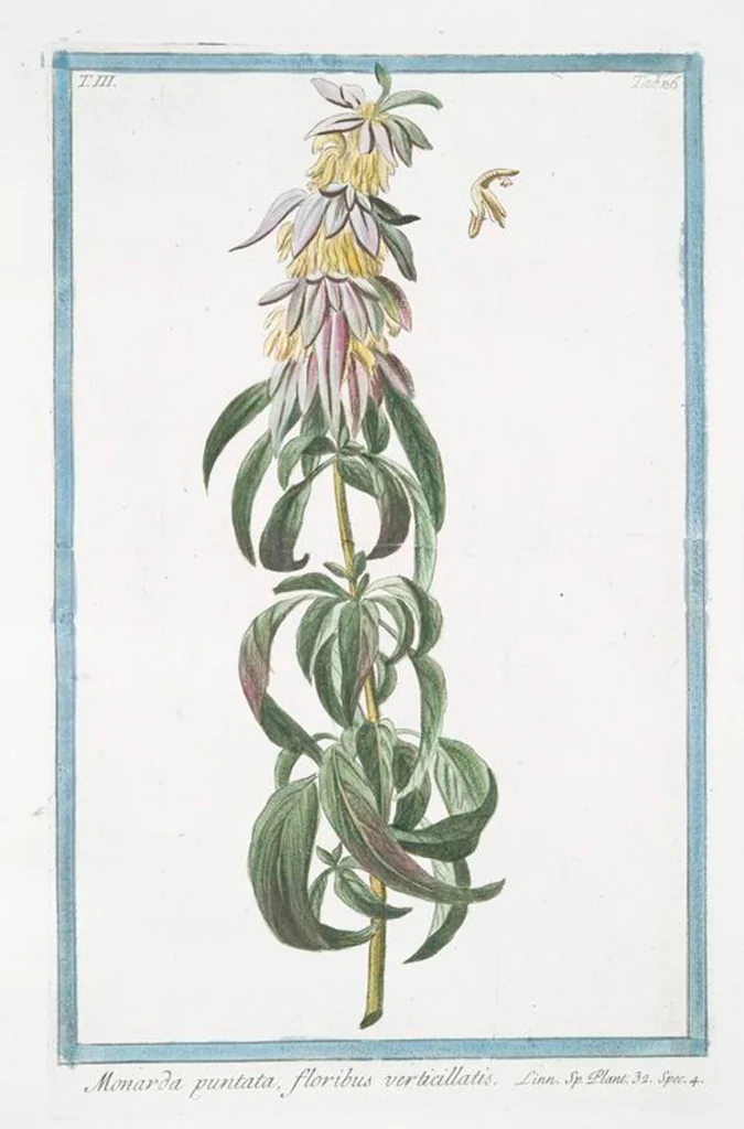 An illustration from Hortus Romanus plantaru, 1772, leaf 293