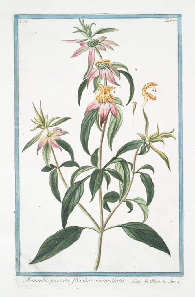 An illustration from Hortus Romanus plantaru, 1772, leaf 294