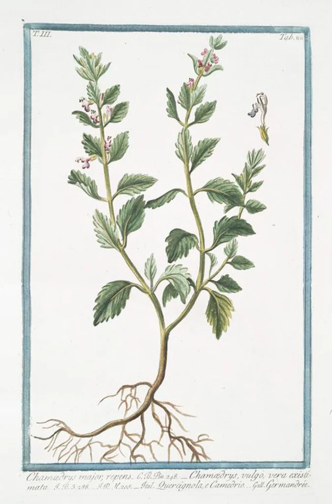 An illustration from Hortus Romanus plantaru, 1772, leaf 295