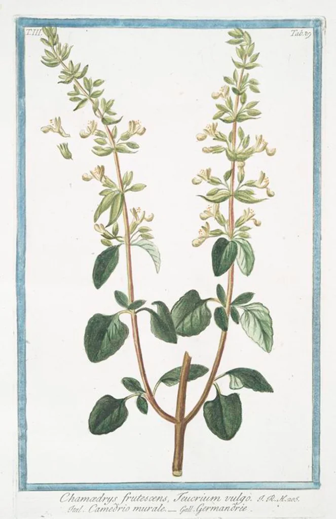 An illustration from Hortus Romanus plantaru, 1772, leaf 296