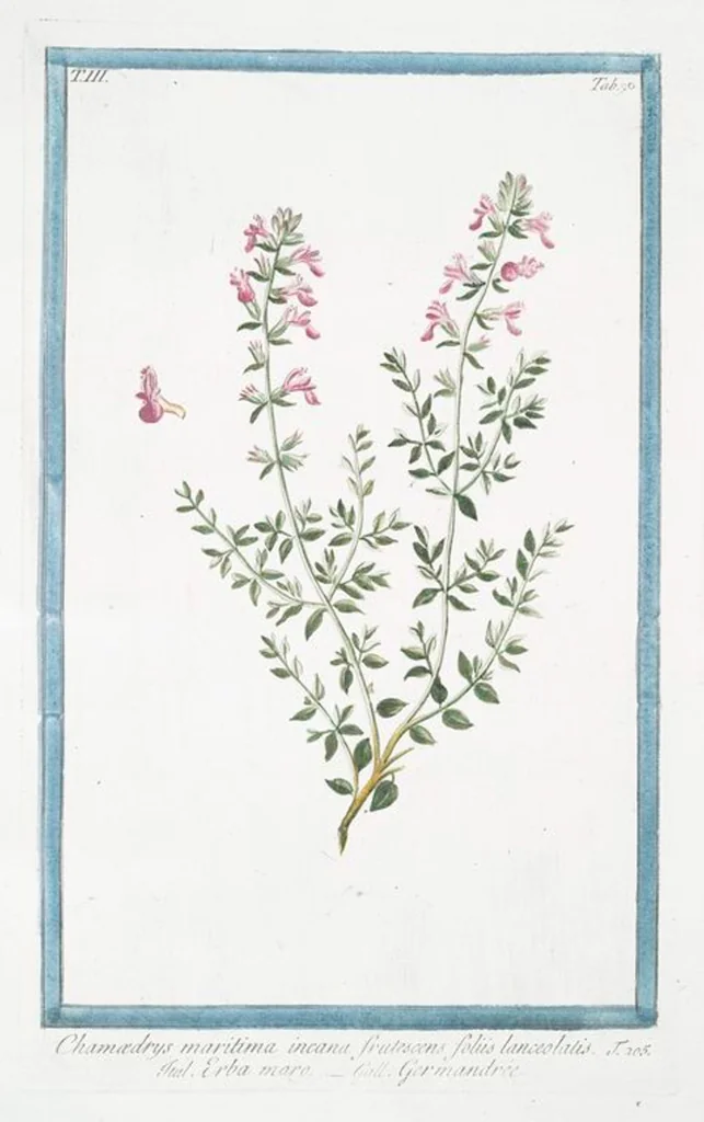 An illustration from Hortus Romanus plantaru, 1772, leaf 297
