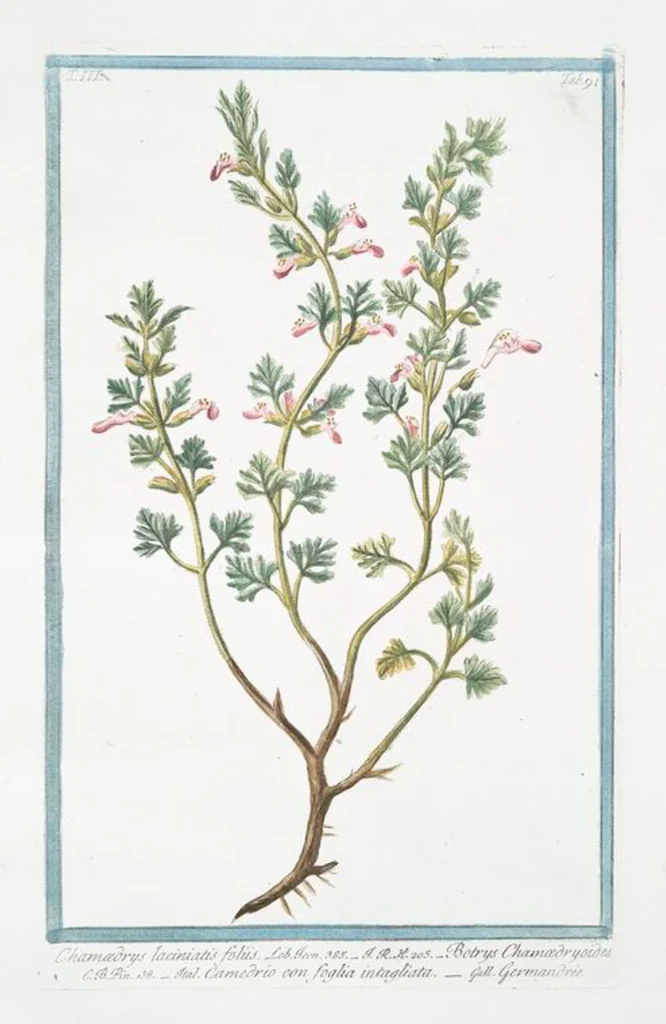 An illustration from Hortus Romanus plantaru, 1772, leaf 298