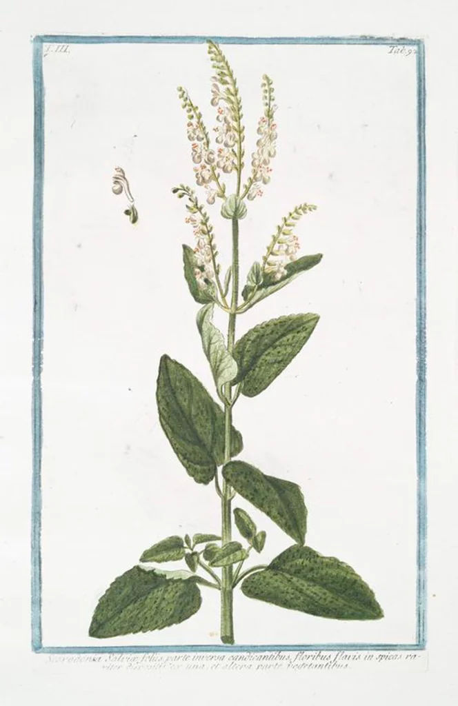 An illustration from Hortus Romanus plantaru, 1772, leaf 299