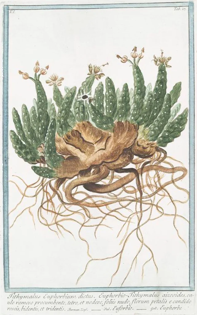 An illustration from Hortus Romanus plantaru, 1772, leaf 30