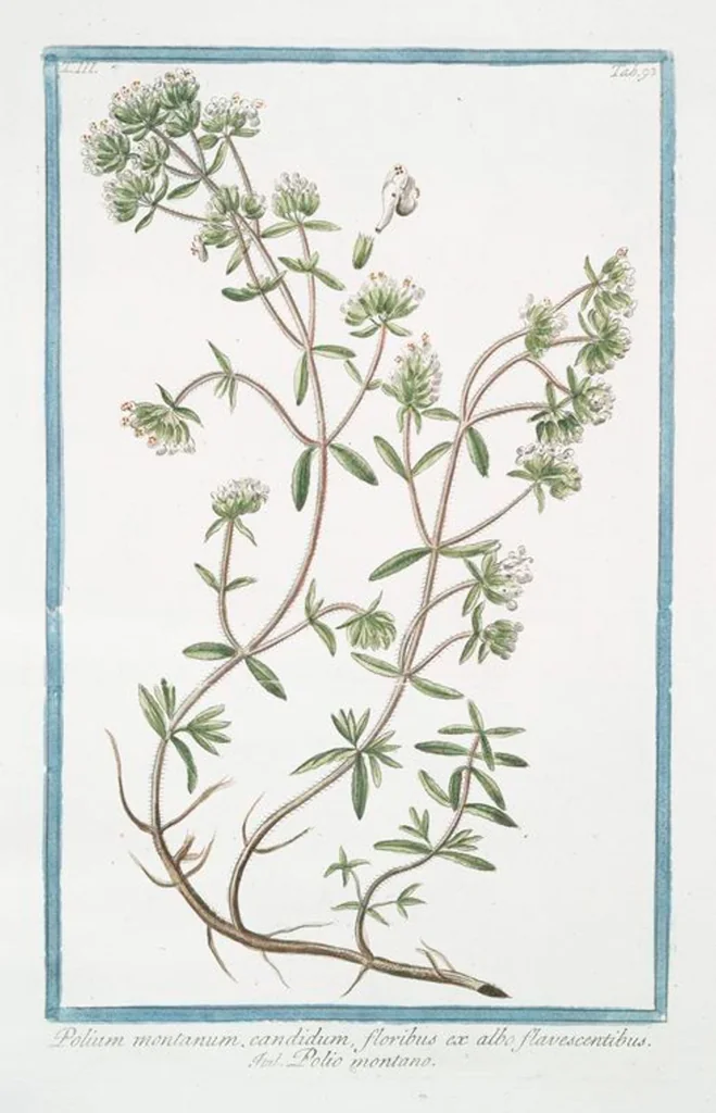 An illustration from Hortus Romanus plantaru, 1772, leaf 300