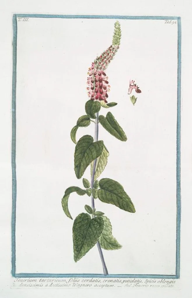 An illustration from Hortus Romanus plantaru, 1772, leaf 301