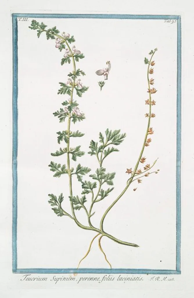 An illustration from Hortus Romanus plantaru, 1772, leaf 302
