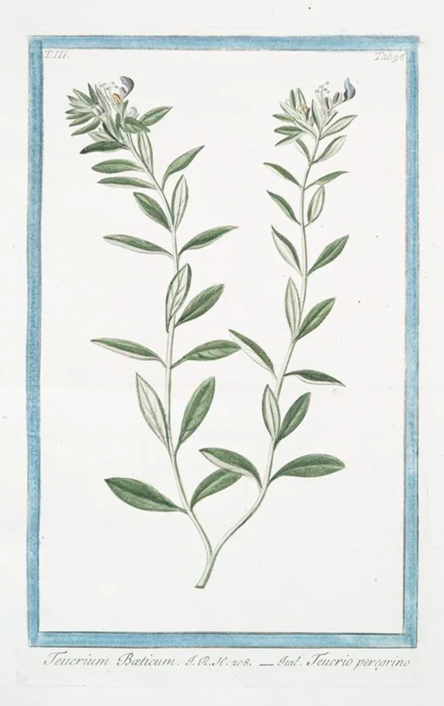 An illustration from Hortus Romanus plantaru, 1772, leaf 303