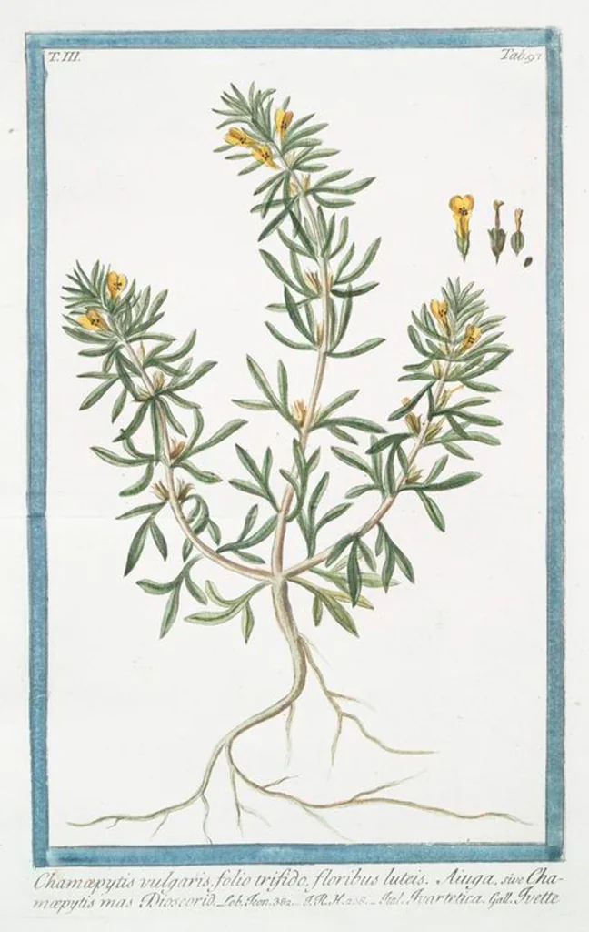 An illustration from Hortus Romanus plantaru, 1772, leaf 304