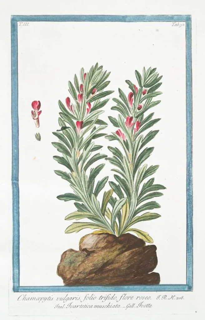 An illustration from Hortus Romanus plantaru, 1772, leaf 305
