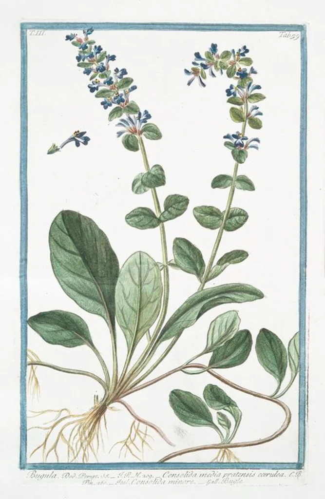 An illustration from Hortus Romanus plantaru, 1772, leaf 306