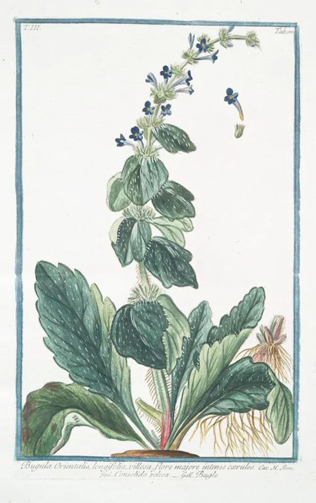 An illustration from Hortus Romanus plantaru, 1772, leaf 307