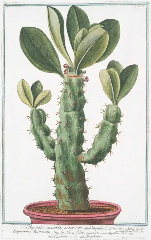 An illustration from Hortus Romanus plantaru, 1772, leaf 31