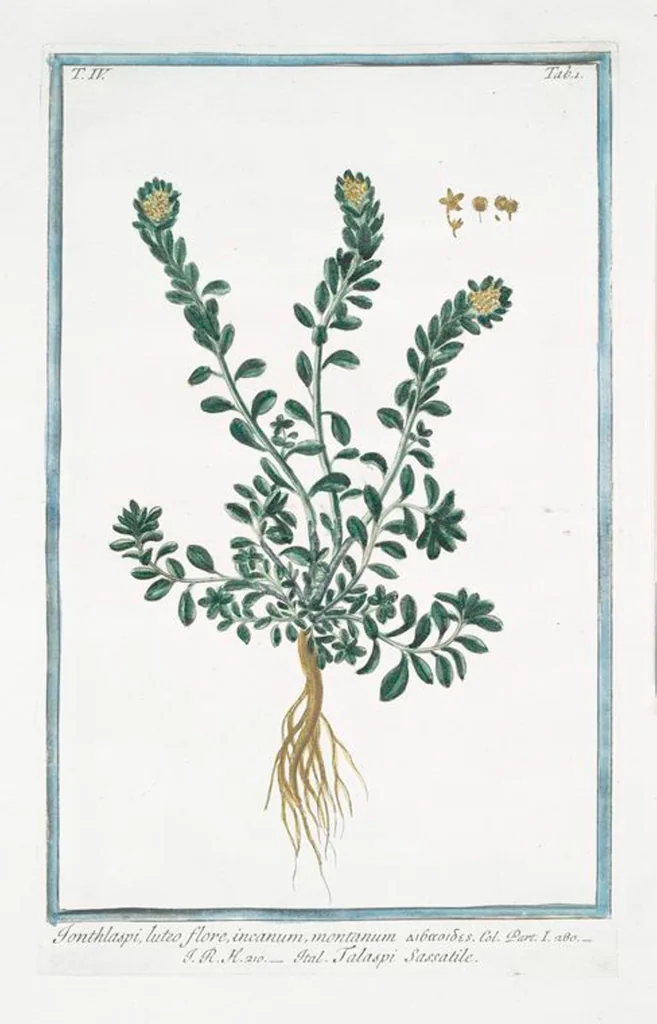 An illustration from Hortus Romanus plantaru, 1772, leaf 310
