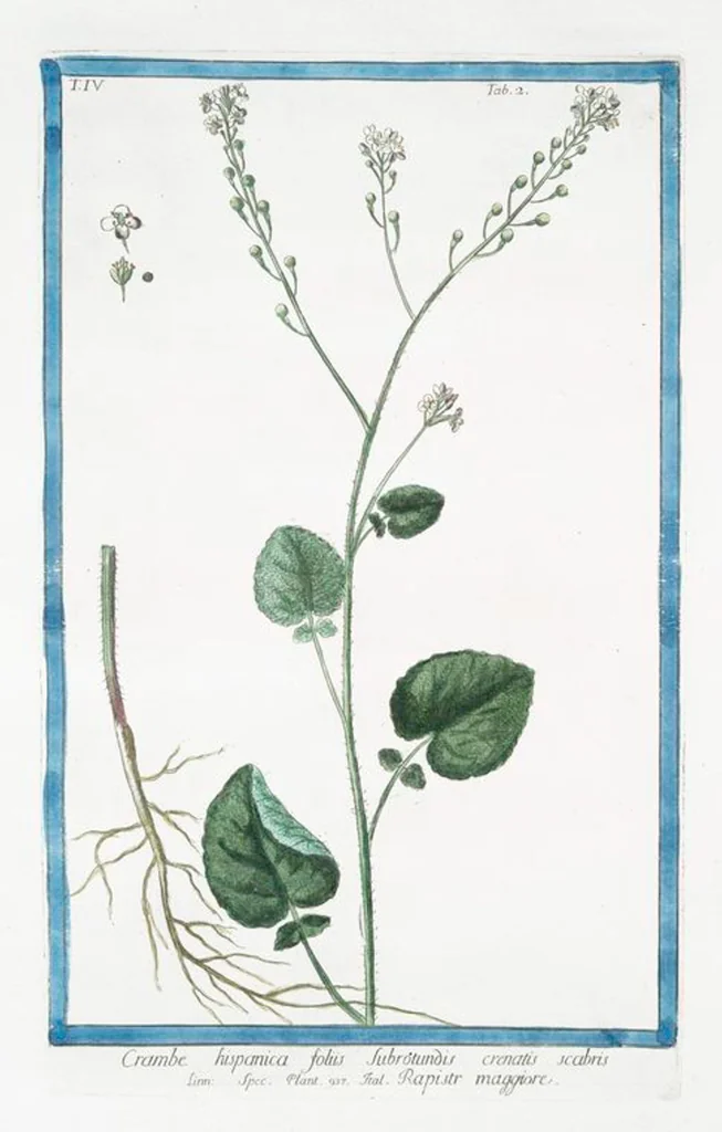An illustration from Hortus Romanus plantaru, 1772, leaf 311